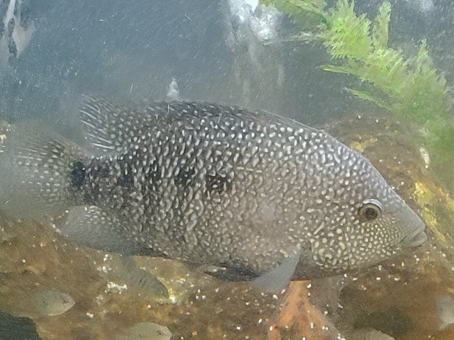 Cichlid.jpg Cichlid.jpg