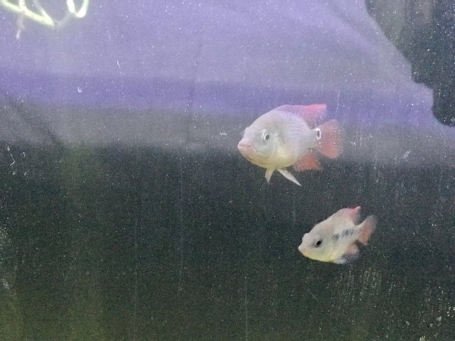 IMG_6016.jpg IMG_6016.jpg