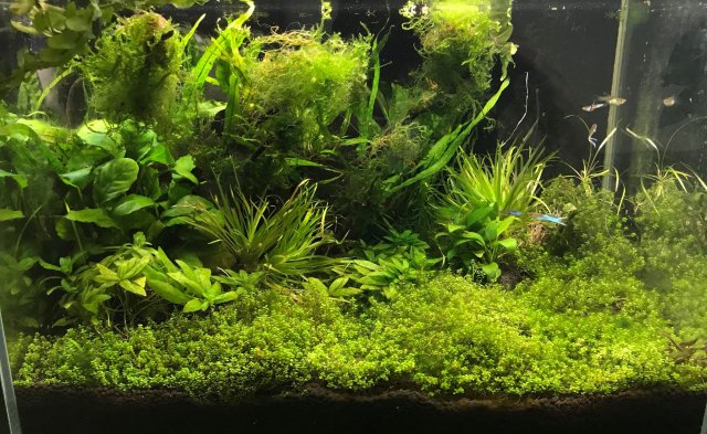 86295995_1293128487537658_2443205323289264128_n (1).jpg