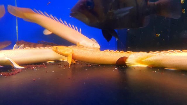 Albino Teugelsi Bichir 1.jpg