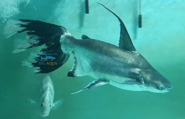Paroon Shark Longfin Short Body 1.jpg
