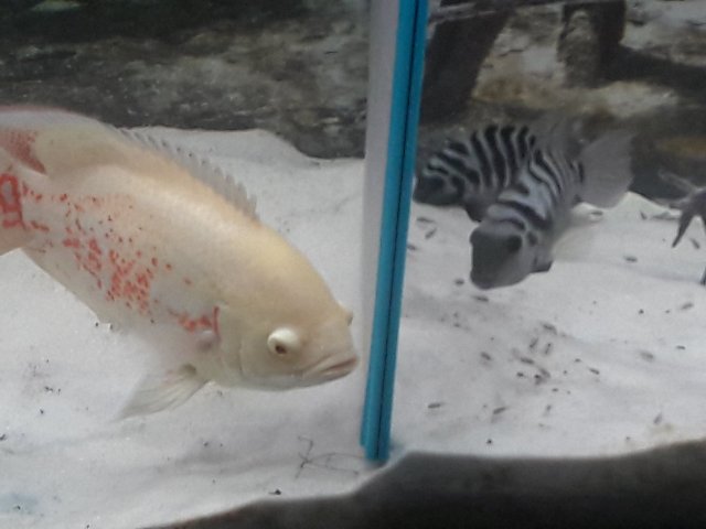 20171031_115253.jpg 20171031_115253.jpg