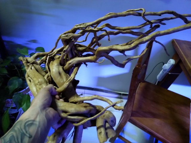 new drift wood2.jpg new drift wood2.jpg