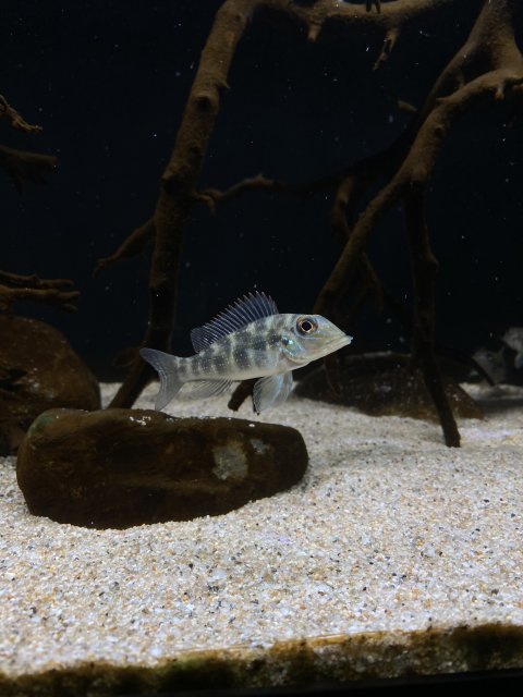 0AE7AC46-ED78-4AA2-A74A-4F15D8C07F1F.jpeg 0AE7AC46-ED78-4AA2-A74A-4F15D8C07F1F.jpeg