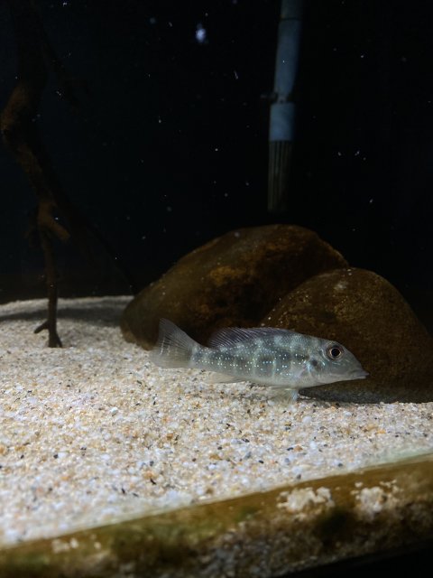 0AE1BB3E-85CA-4853-9ED5-F1AB11B98342.jpeg 0AE1BB3E-85CA-4853-9ED5-F1AB11B98342.jpeg