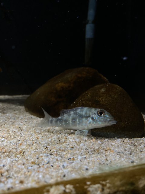 07359364-5975-45BD-8436-C70021D053DA.jpeg 07359364-5975-45BD-8436-C70021D053DA.jpeg