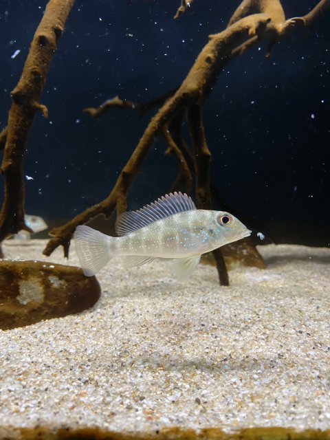 4B957802-CA5E-4560-9DA5-23C22790563A.jpeg 4B957802-CA5E-4560-9DA5-23C22790563A.jpeg