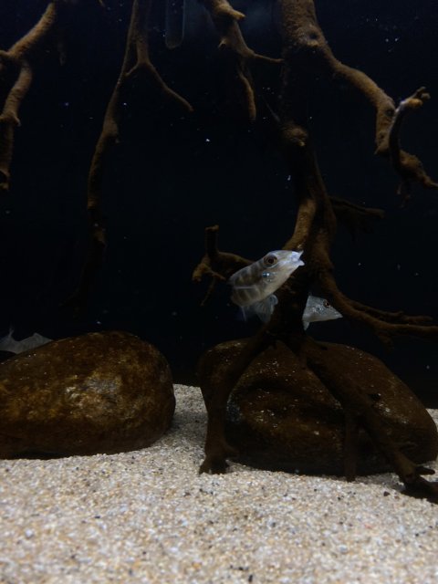 B396A06E-3C0C-420D-AB2D-70E0A0AD7F11.jpeg B396A06E-3C0C-420D-AB2D-70E0A0AD7F11.jpeg