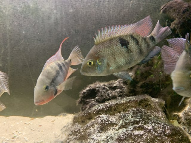 E263AEAE-63C4-4884-B01F-6C418E395A91.jpeg E263AEAE-63C4-4884-B01F-6C418E395A91.jpeg