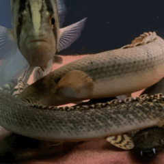 A3CC0BF7-3A87-415A-A369-DDE4634F4A3C.gif