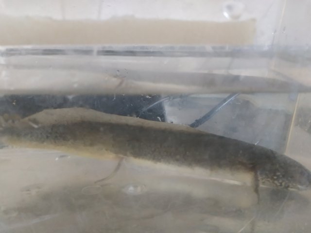 Lungfish by Meghan Gilliss Lungfish by Meghan Gilliss