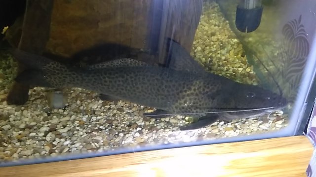 IMG_20190108_201726-1.jpg