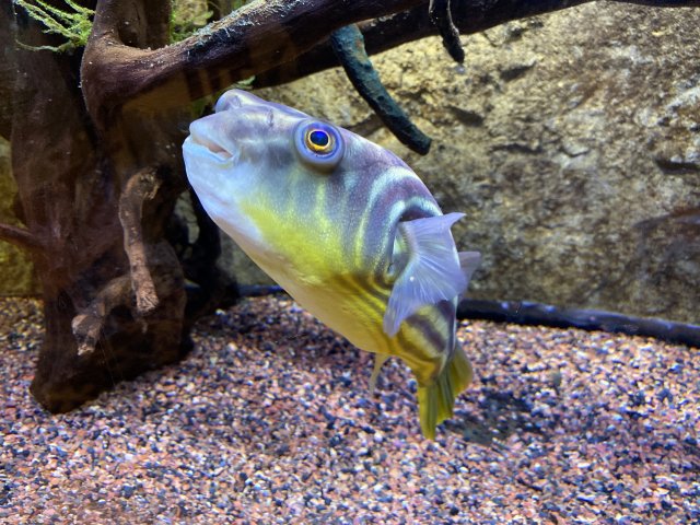 fahaka puffer for sale