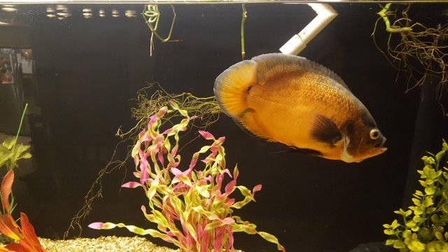 guppies.jpg guppies.jpg
