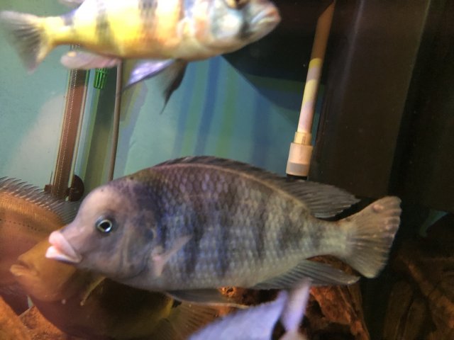 IMG_0289.JPG IMG_0289.JPG