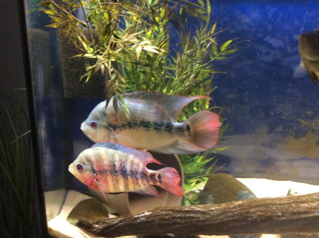 Amphilophus Lyonsi | MonsterFishKeepers.com