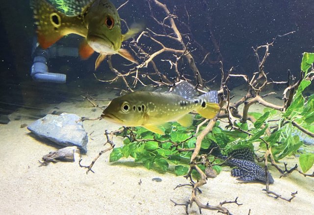 822E23AE-D0F6-4204-A3BF-12EF4E674900.jpeg 822E23AE-D0F6-4204-A3BF-12EF4E674900.jpeg