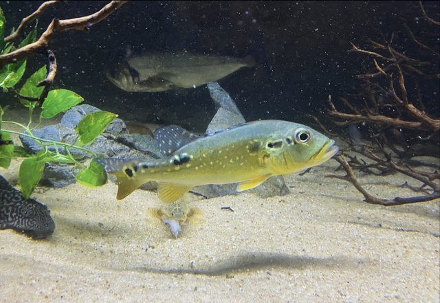 52C7316D-6754-4DF4-9435-DAA54E4C61C9.jpeg 52C7316D-6754-4DF4-9435-DAA54E4C61C9.jpeg