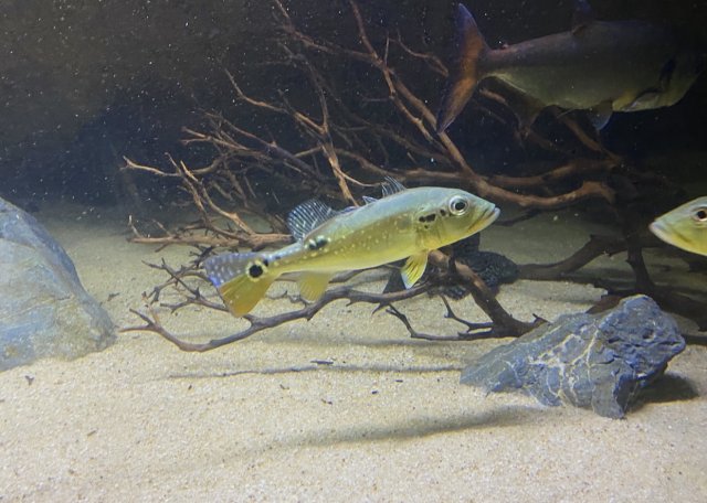 81CAEDF0-EE8D-4E81-A928-2E5CAF6B71DD.jpeg 81CAEDF0-EE8D-4E81-A928-2E5CAF6B71DD.jpeg