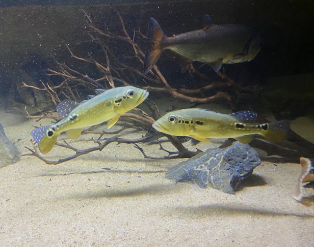 8D3E3BCA-0FE0-444B-90DC-BDCF158184AA.jpeg 8D3E3BCA-0FE0-444B-90DC-BDCF158184AA.jpeg