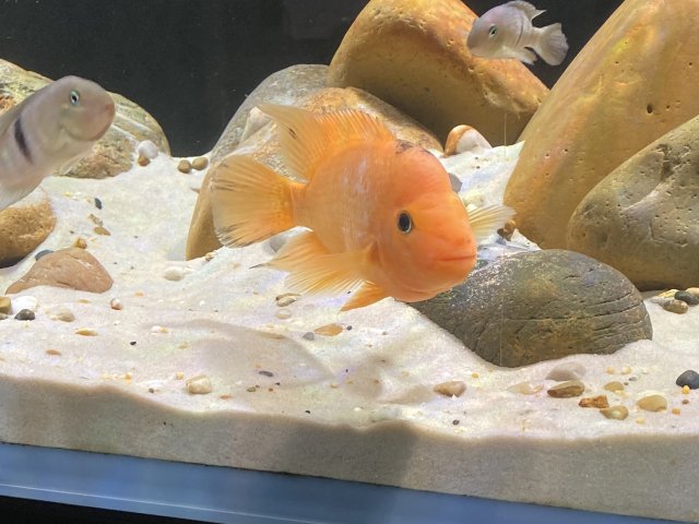 E6E3FD19-0CA3-4AE2-808D-3E8751453642.jpeg E6E3FD19-0CA3-4AE2-808D-3E8751453642.jpeg