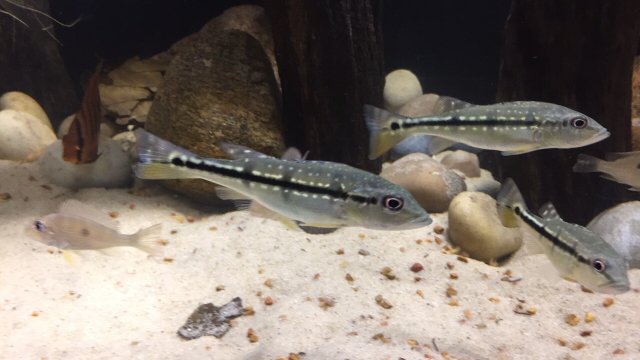 0C0DA75E-E8EC-42AD-9DC1-F5798EA58D48.jpeg 0C0DA75E-E8EC-42AD-9DC1-F5798EA58D48.jpeg