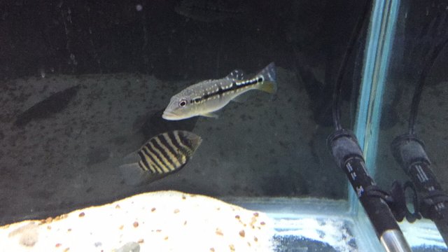 D36B0690-6A24-4C34-BB3E-B89217E51942.jpeg D36B0690-6A24-4C34-BB3E-B89217E51942.jpeg