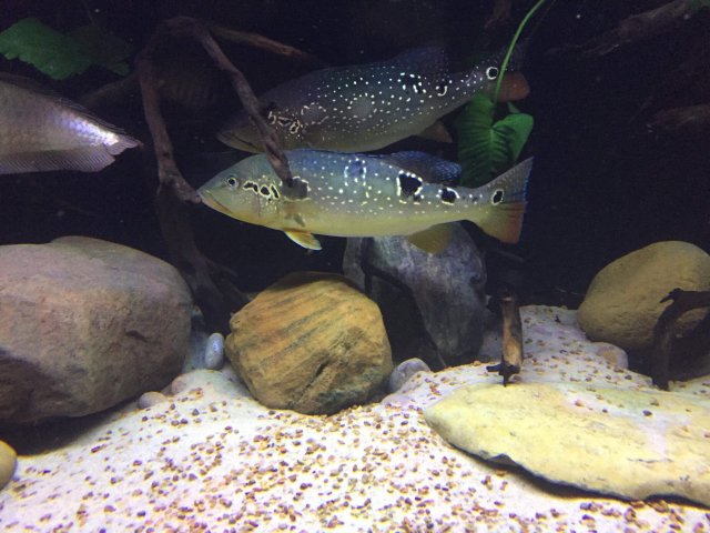 C64FD096-E384-46F0-B05B-C081CD7B144E.jpeg C64FD096-E384-46F0-B05B-C081CD7B144E.jpeg