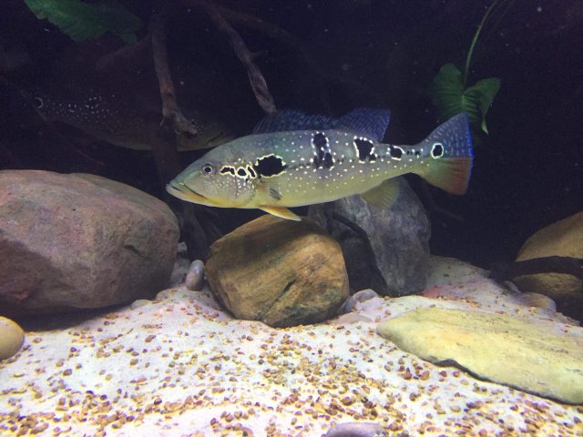 E3718BEE-C470-4558-99C6-EDC4B18E0096.jpeg E3718BEE-C470-4558-99C6-EDC4B18E0096.jpeg