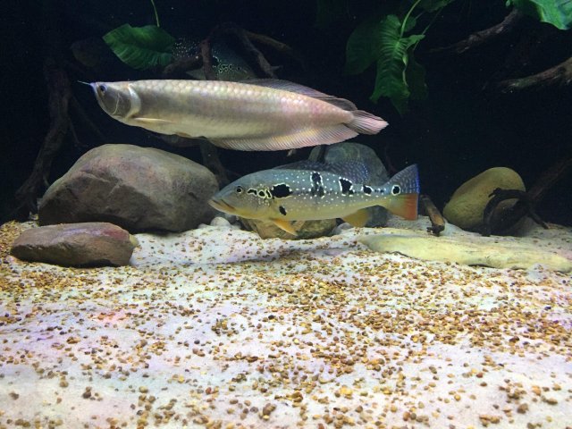 421C1108-54DA-4506-B597-19D02B6BD4B9.jpeg 421C1108-54DA-4506-B597-19D02B6BD4B9.jpeg