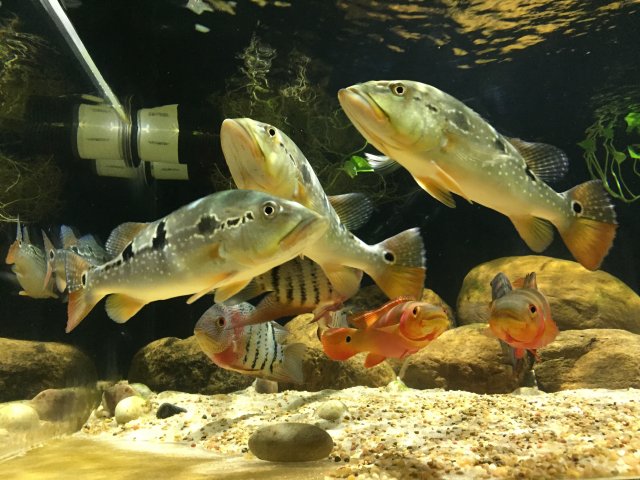 A106E45A-A7AA-400C-8905-87F54E1A3AAE.jpeg A106E45A-A7AA-400C-8905-87F54E1A3AAE.jpeg