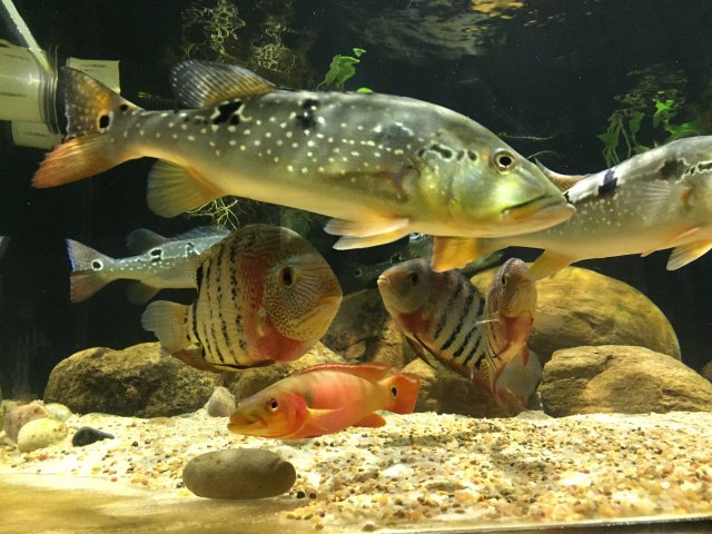 84F6BF6A-43A6-45E3-A43A-280CF45E8DAA.jpeg 84F6BF6A-43A6-45E3-A43A-280CF45E8DAA.jpeg