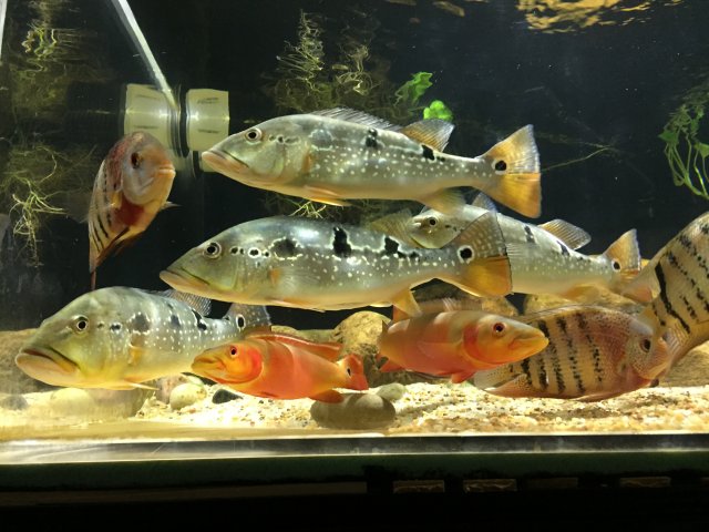 FB380A09-5BA1-4DC3-9033-A7D13A0FB336.jpeg FB380A09-5BA1-4DC3-9033-A7D13A0FB336.jpeg