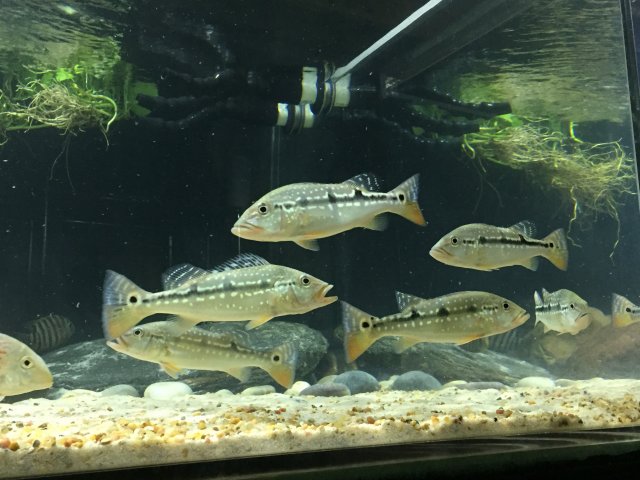 8E0DC74E-BADC-4790-952B-04EDD7AFBC0B.jpeg 8E0DC74E-BADC-4790-952B-04EDD7AFBC0B.jpeg