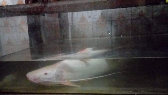 Albino Brachyplatystoma Vaillantii 1.jpg
