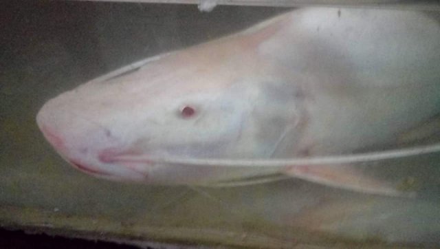 Albino Brachyplatystoma Vaillantii 2.jpg