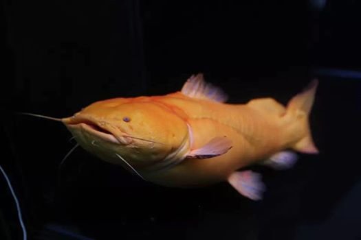 Albino Cephalosilurus Apurensis 1.jpg