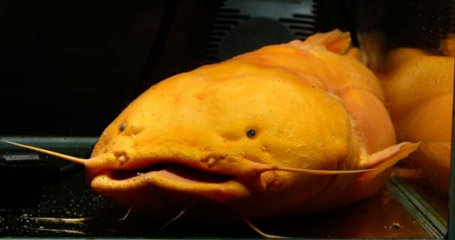 Albino Cephalosilurus Apurensis 2.jpg