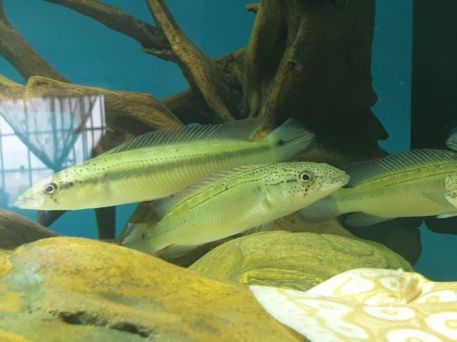 pike 615.jpg