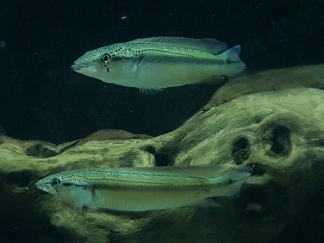 pike 547.jpg