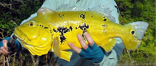 Rio-Travessao-peacock-tn (1).jpg