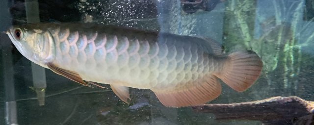 C918589C-DCD3-4F58-90B5-31319680B25D.jpeg C918589C-DCD3-4F58-90B5-31319680B25D.jpeg