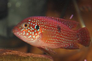 Red-Jewel-300x200.jpg Red-Jewel-300x200.jpg