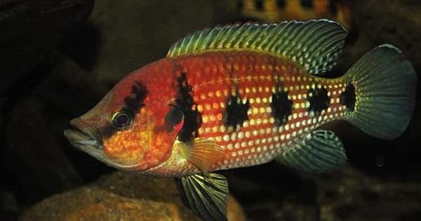 cb11d25757feab48b8c8200fa8f8375a.jpg cb11d25757feab48b8c8200fa8f8375a.jpg