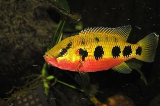 hemichromis-frempongi-50773ed9-407e-4832-9b05-77a051e2d96-resize-750.jpg hemichromis-frempongi-50773ed9-407e-4832-9b05-77a051e2d96-resize-750.jpg