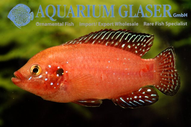 536302-hemichromis-exsul-mann-aggro2.jpg 536302-hemichromis-exsul-mann-aggro2.jpg