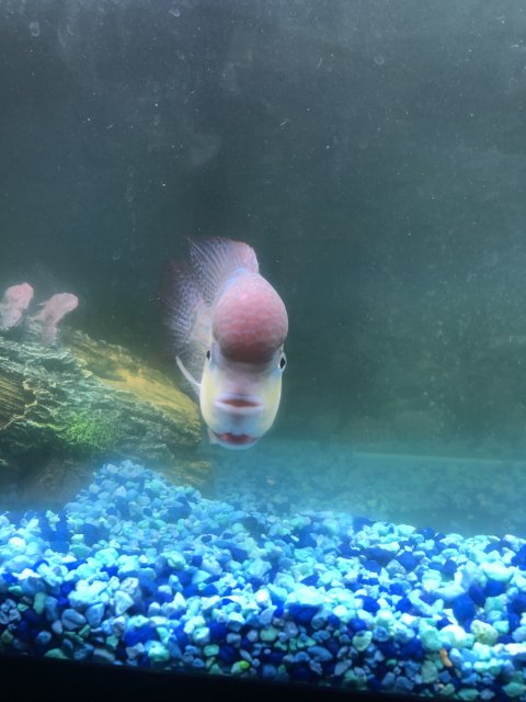 91067F0C-432A-4518-A371-19CF86FD10FF.jpeg 91067F0C-432A-4518-A371-19CF86FD10FF.jpeg