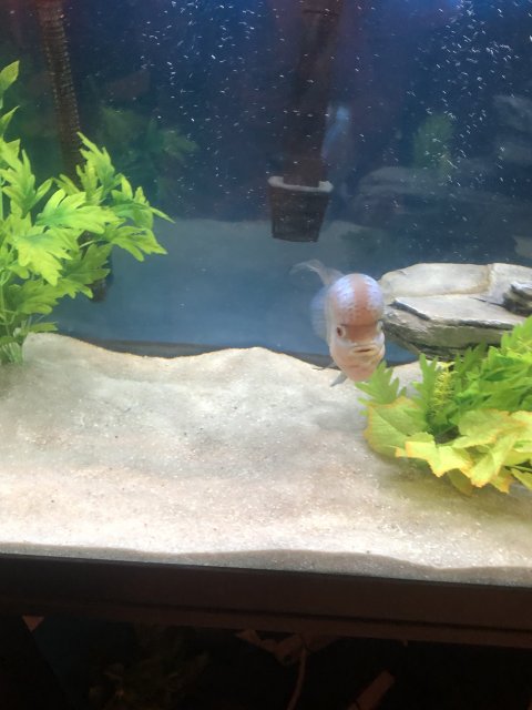 39C54335-3010-4DEA-80CE-21A014757F0D.jpeg 39C54335-3010-4DEA-80CE-21A014757F0D.jpeg