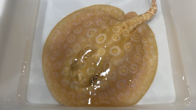 E2BFB5D5-1A50-4DAA-AA1B-FB31E473B73E.jpeg