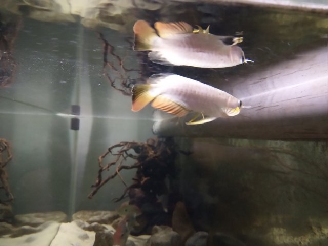 IMG_20200318_223705.jpg IMG_20200318_223705.jpg